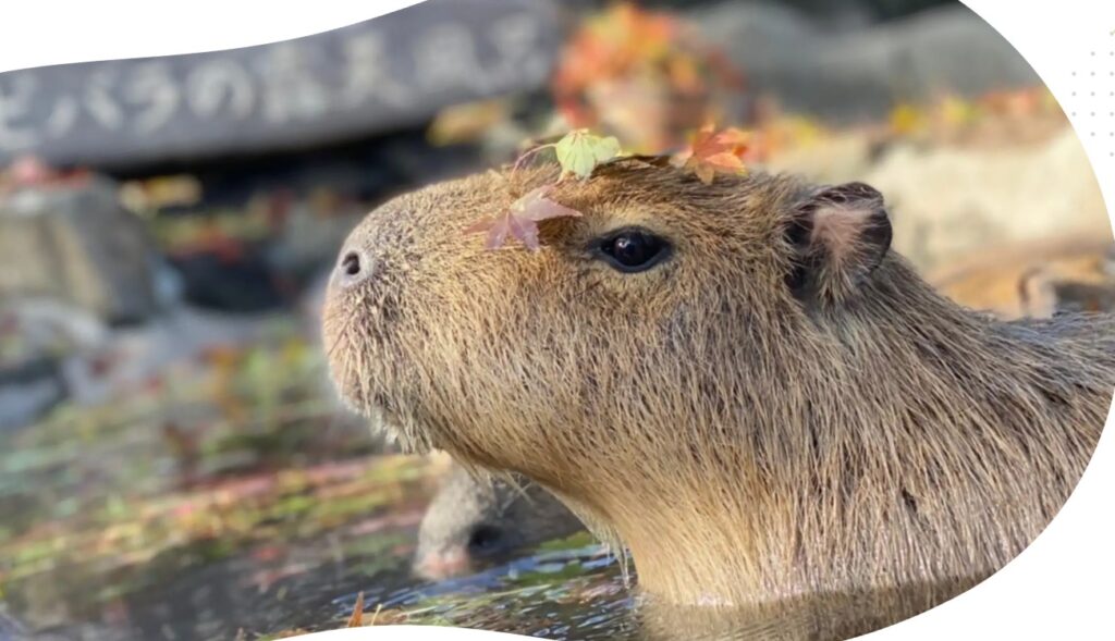 伊豆シャボテン公園ホテル,子連れ

